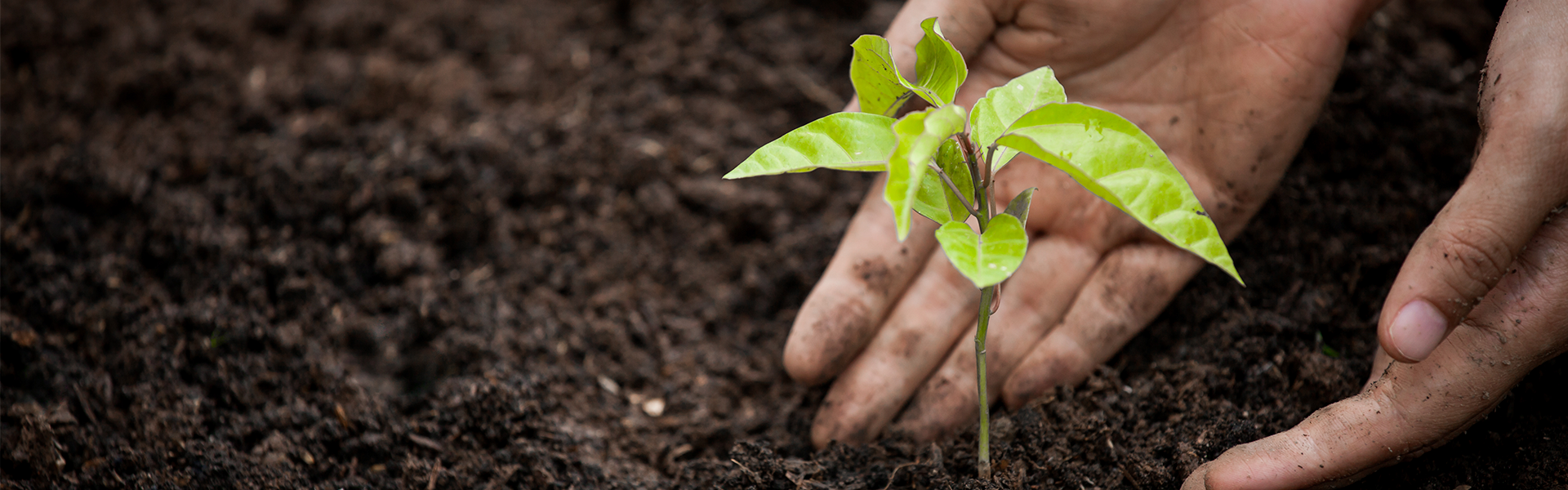 Fertilidade do Solo e Nutrio de Plantas